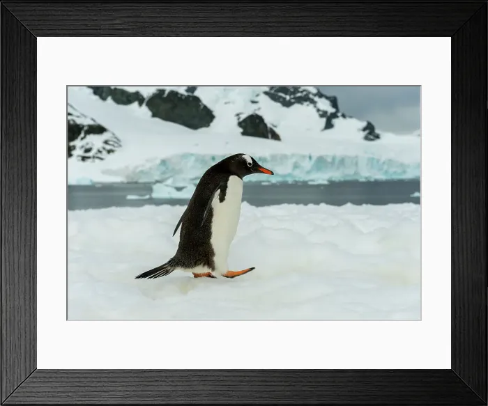 Framed Print : Gentoo penguin (Pygoscelis papua) walking over snow on Cuverville Island in the Antarctic Peninsula region Framed Print : Gentoo penguin (Pygoscelis papua) walking over snow on Cuverville Island in the Antarctic Peninsula region