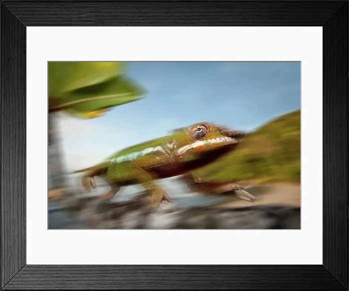 Framed Print : Male Panther chameleon (Furcifer pardalis) stalking prey in beach side vegetation Framed Print : Male Panther chameleon (Furcifer pardalis) stalking prey in beach side vegetation