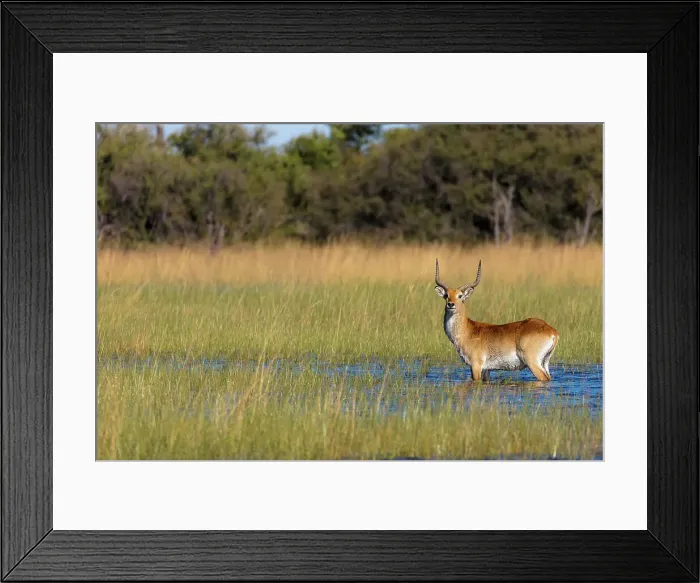 Framed Print : Red lechwe (Kobus leche leche) Framed Print : Red lechwe (Kobus leche leche)