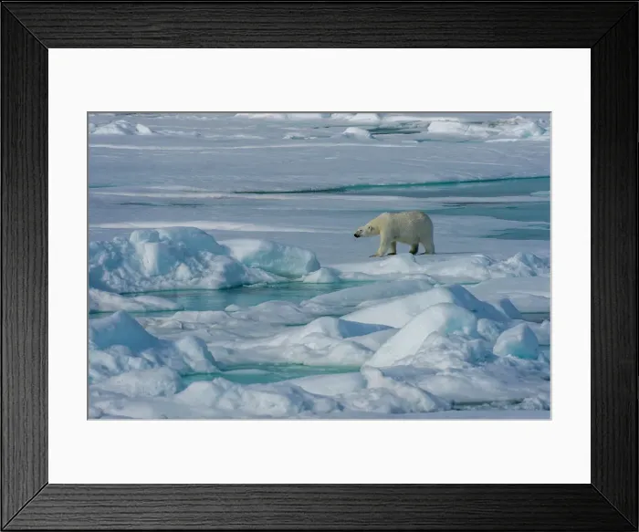 Framed Print : A polar bear (Ursus maritimus) is walking over the pack ice north of Svalbard, Norway Framed Print : A polar bear (Ursus maritimus) is walking over the pack ice north of Svalbard, Norway