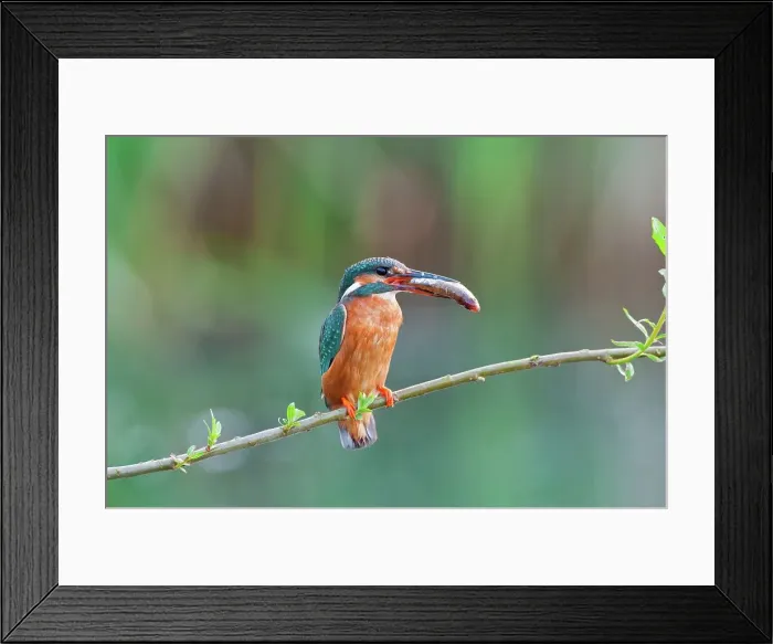 Framed Print : UK, England, Norfolk, Pensthorpe Framed Print : UK, England, Norfolk, Pensthorpe
