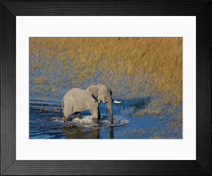 Framed Print : Aerial view of African bush elephant (Loxodonta africana) Framed Print : Aerial view of African bush elephant (Loxodonta africana)