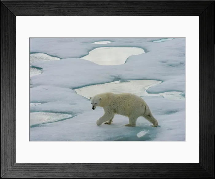 Framed Print : A polar bear (Ursus maritimus) is walking on the pack ice north of Svalbard, Norway Framed Print : A polar bear (Ursus maritimus) is walking on the pack ice north of Svalbard, Norway