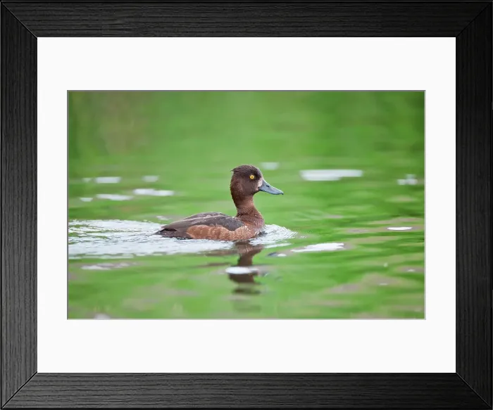 Framed Print : UK, England, Norfolk, Tufted duck (Aythya fuligula) female swimming