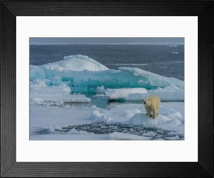 Framed Print : A polar bear (Ursus maritimus) on the pack ice north of Svalbard, Norway
