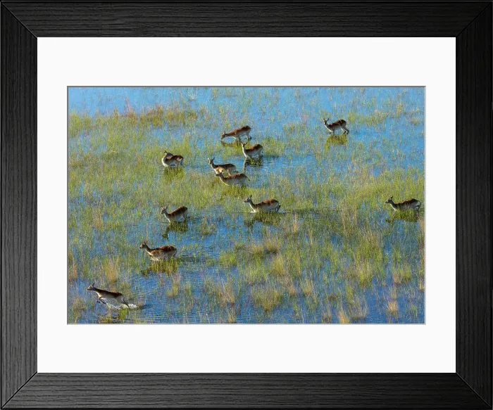 Framed Print : Aerial view of red lechwe (Kobus leche leche)
