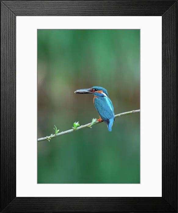 Framed Print : UK, England, Norfolk, Common Kingfisher (Alcedo athis) adult male with fish prey on willow branch Framed Print : UK, England, Norfolk, Common Kingfisher (Alcedo athis) adult male with fish prey on willow branch