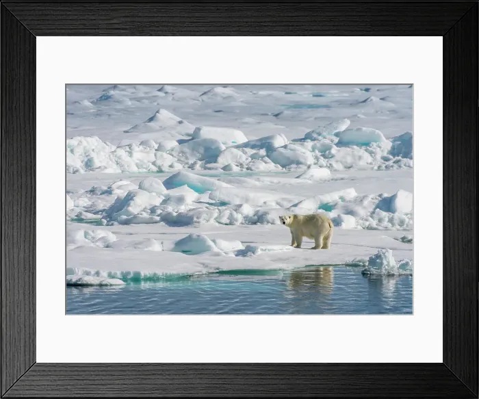 Framed Print : A polar bear (Ursus maritimus) is walking over the pack ice north of Svalbard, Norway Framed Print : A polar bear (Ursus maritimus) is walking over the pack ice north of Svalbard, Norway
