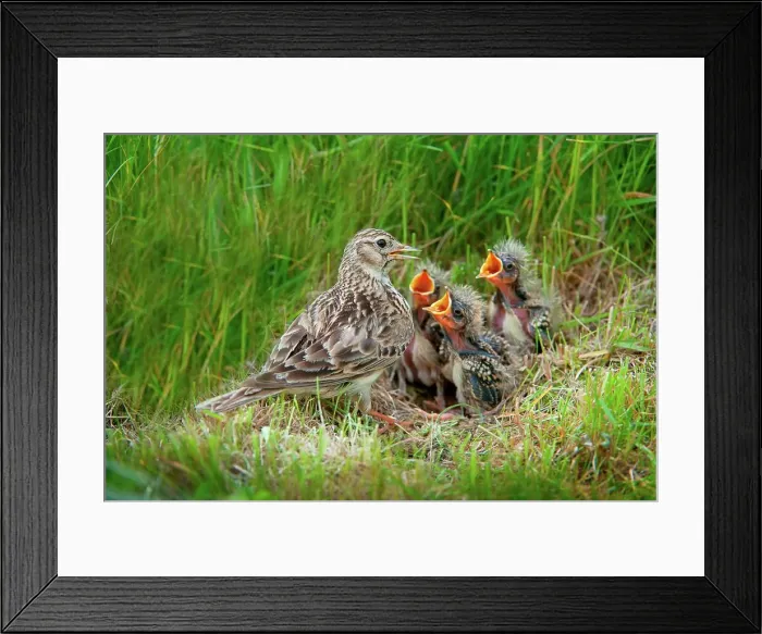 Framed Print : UK, England, Norfolk, Skylark (Alauda arvensis) adult at nest with young Framed Print : UK, England, Norfolk, Skylark (Alauda arvensis) adult at nest with young
