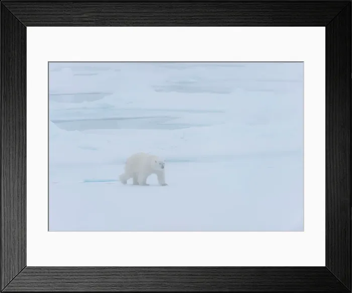 Framed Print : A polar bear (Ursus maritimus) on the pack ice in fog north of Svalbard, Norway