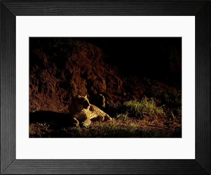 Framed Print : Leopard (Panthera pardus) in veld at night