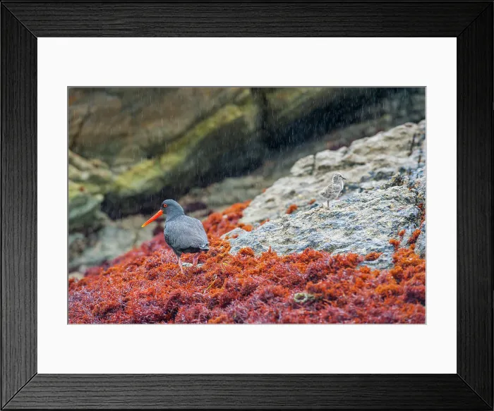 Framed Print : A variable oystercatcher (Haematopus unicolor) with chick, endemic to New Zealand, on the rocks of Dusky Sound in Fjordland National Park on the South Island of New Zealand Framed Print : A variable oystercatcher (Haematopus unicolor) with chick, endemic to New Zealand, on the rocks of Dusky Sound in Fjordland National Park on the South Island of New Zealand