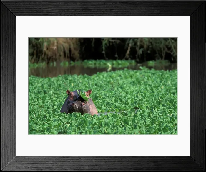 Framed Print : Hippo (Hippopotamus amphibius) in Grumeti River in amongst water Hyacinth Framed Print : Hippo (Hippopotamus amphibius) in Grumeti River in amongst water Hyacinth