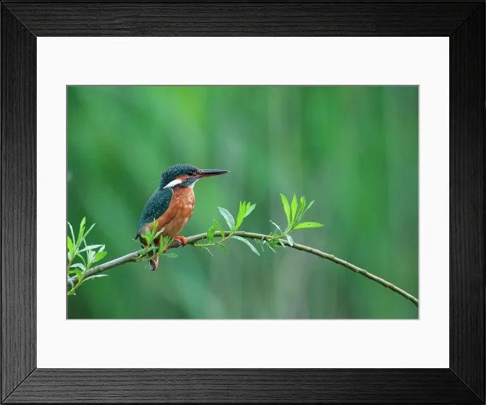 Framed Print : UK, England, Norfolk, Common Kingfisher (Alcedo athis) adult female on willow branch Framed Print : UK, England, Norfolk, Common Kingfisher (Alcedo athis) adult female on willow branch