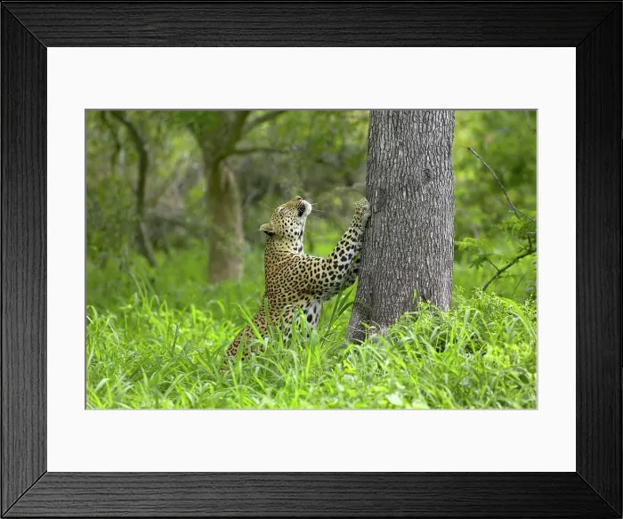 Framed Print : Leopard (Panthera pardus) sharpening its claws on a tree Framed Print : Leopard (Panthera pardus) sharpening its claws on a tree
