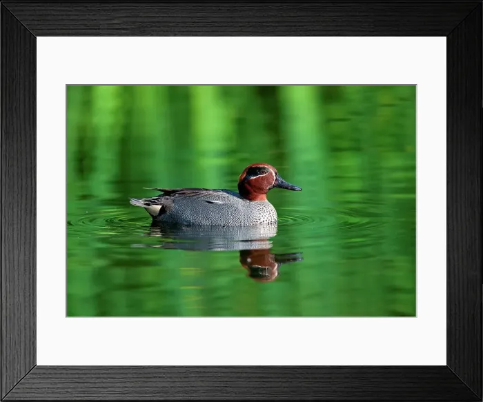 Framed Print : UK, England, Norfolk, Eurasian Teal (anas crecca) drake in breeding plumage swimming Framed Print : UK, England, Norfolk, Eurasian Teal (anas crecca) drake in breeding plumage swimming
