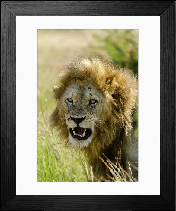 Framed Print : Lion (Panthera leo) snarling. Timbavati Game Reserve Framed Print : Lion (Panthera leo) snarling. Timbavati Game Reserve
