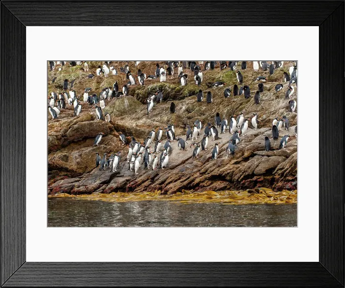 Framed Print : A group of Snares penguins (Eudyptes robustus), also known as the Snares crested penguin on rocks at the waters edge of Snares Island, New Zealand Framed Print : A group of Snares penguins (Eudyptes robustus), also known as the Snares crested penguin on rocks at the waters edge of Snares Island, New Zealand