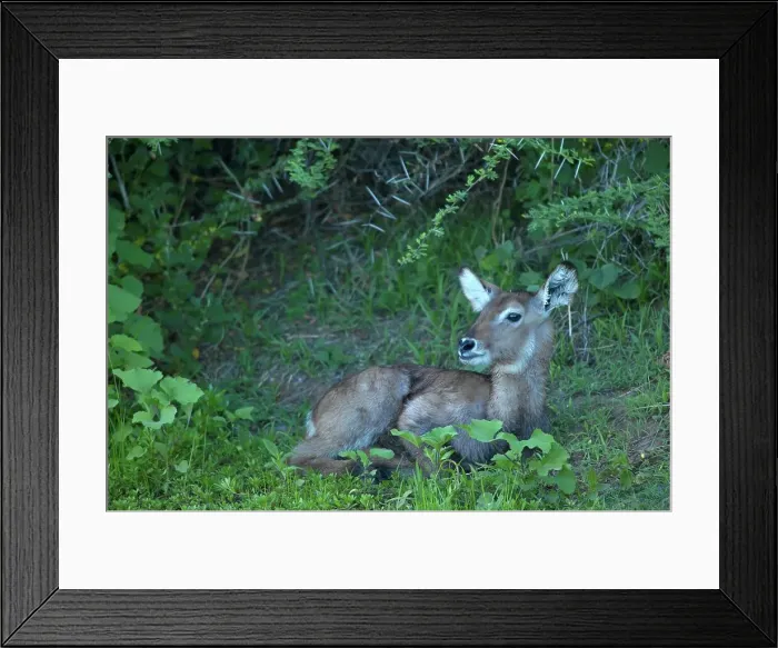 Framed Print : Waterbuck (Kobus ellipisiprymnus) juvenile at edge of pan