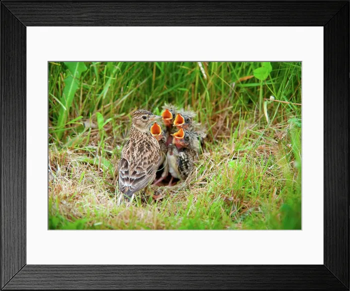 Framed Print : UK, England, Norfolk, Skylark (Alauda arvensis) adult at nest with young Framed Print : UK, England, Norfolk, Skylark (Alauda arvensis) adult at nest with young