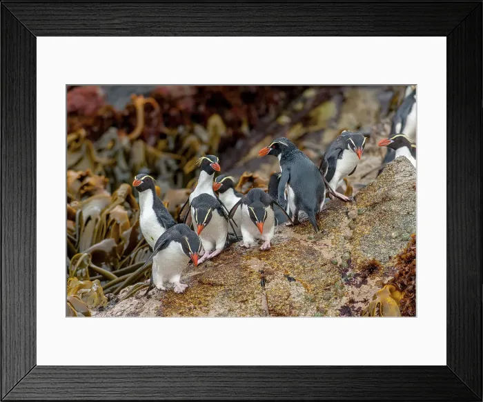 Framed Print : A group of Snares penguins (Eudyptes robustus), also known as the Snares crested penguin getting ready to go to sea to feed, waiting on rocks at the waters edge of Snares Island, New Zealand