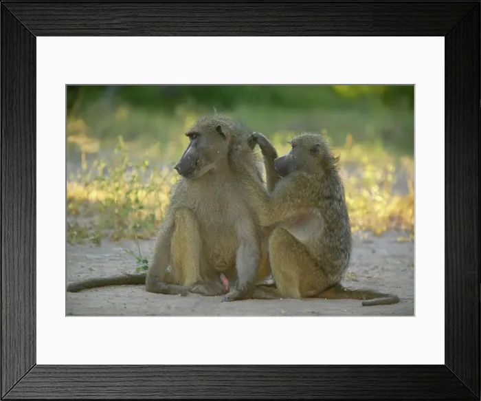 Framed Print : Chacma Baboon (Papio cynocephalus) grooming each other Framed Print : Chacma Baboon (Papio cynocephalus) grooming each other