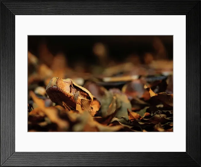 Framed Print : The Gaboon Adder (Bitis gabonica)