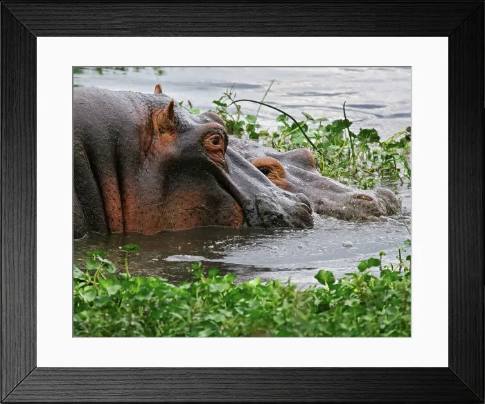 Framed Print : Two Hippos Wade in a Marsh in Ngorongoro Crater Framed Print : Two Hippos Wade in a Marsh in Ngorongoro Crater