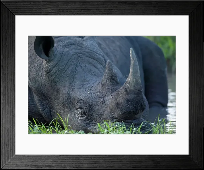 Framed Print : White Rhino (Ceratotherium simum) Framed Print : White Rhino (Ceratotherium simum)