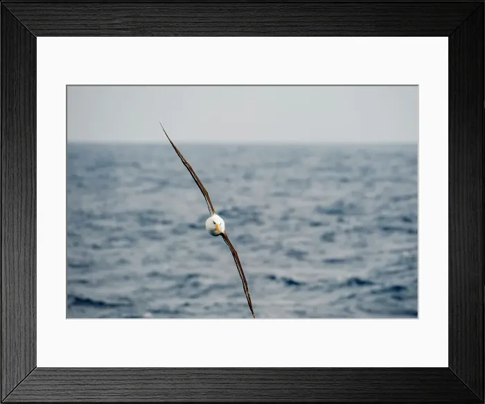 Framed Print : A Campbell albatross or Campbell mollymawk (Thalassarche impavida) in flight near Campbell Island, a sub-Antarctic Island in the Campbell Island group, New Zealand Framed Print : A Campbell albatross or Campbell mollymawk (Thalassarche impavida) in flight near Campbell Island, a sub-Antarctic Island in the Campbell Island group, New Zealand