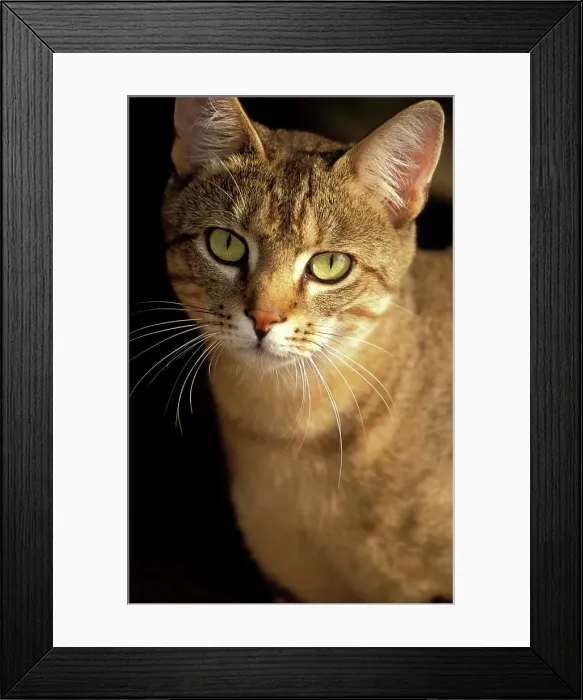 Framed Print : African Wild Cat (Felis lybica) Framed Print : African Wild Cat (Felis lybica)