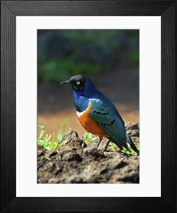 Framed Print : A Superb Starling Framed Print : A Superb Starling