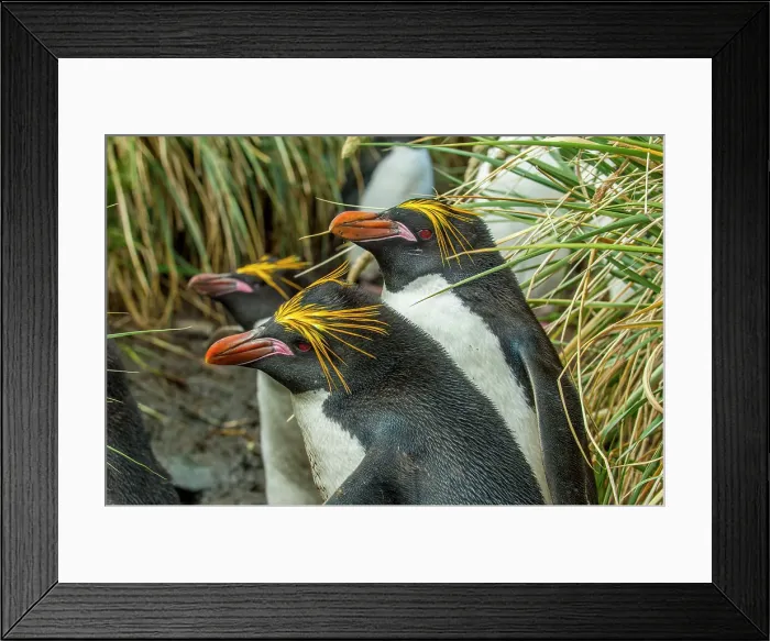 Framed Print : Close-up of a Macaroni Penguins (Eudyptes chrysolophus) in the Tussock grass at Cooper Bay on South Georgia Island, Sub-Antarctica