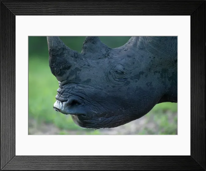 Framed Print : White Rhino (Ceratotherium simum) Framed Print : White Rhino (Ceratotherium simum)