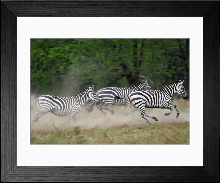 Framed Print : A Small Herd of Zebra Kick Up Some Dust While Running Framed Print : A Small Herd of Zebra Kick Up Some Dust While Running