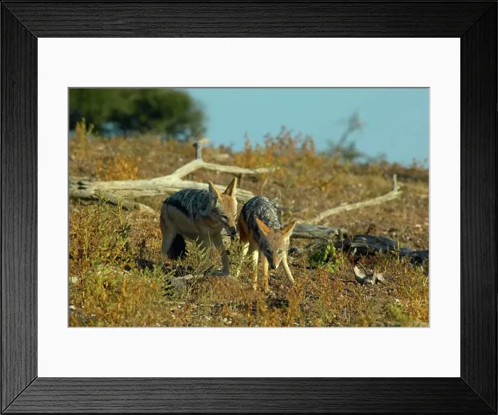 Framed Print : Blackbacked Jackal (Canis mesomelas) in veld Framed Print : Blackbacked Jackal (Canis mesomelas) in veld