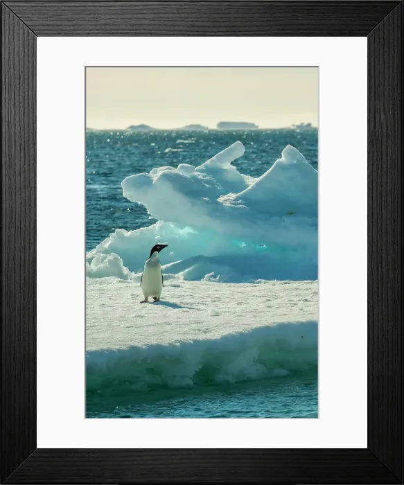 Framed Print : A Adelie penguin (Pygoscelis adeliae) on an ice floe at Paulet Island at the tip of the Antarctic Peninsula Framed Print : A Adelie penguin (Pygoscelis adeliae) on an ice floe at Paulet Island at the tip of the Antarctic Peninsula