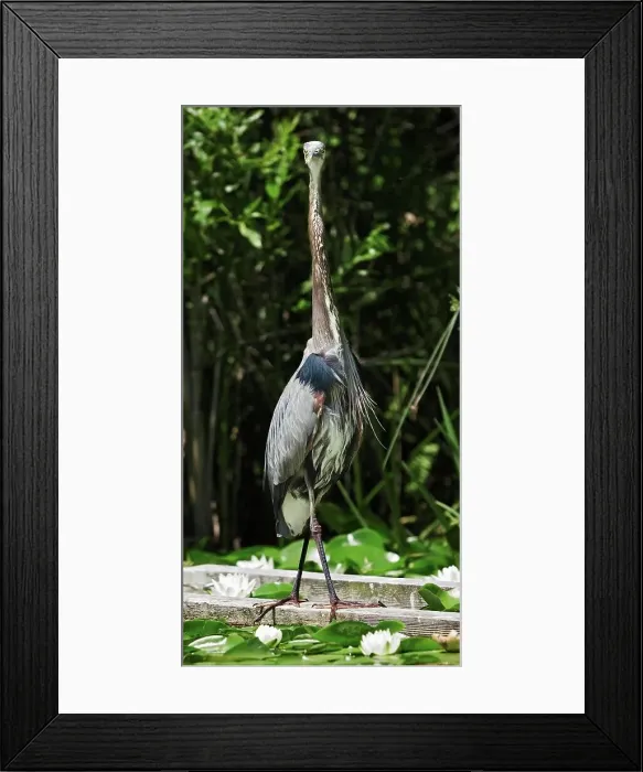 Framed Print : Curious Great Blue Heron Stands Tall Framed Print : Curious Great Blue Heron Stands Tall