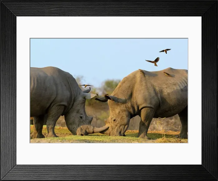 Framed Print : White rhinoceros or square-lipped rhinoceros (Ceratotherium simum) fighting as Red-billed (Redbilled) Framed Print : White rhinoceros or square-lipped rhinoceros (Ceratotherium simum) fighting as Red-billed (Redbilled)