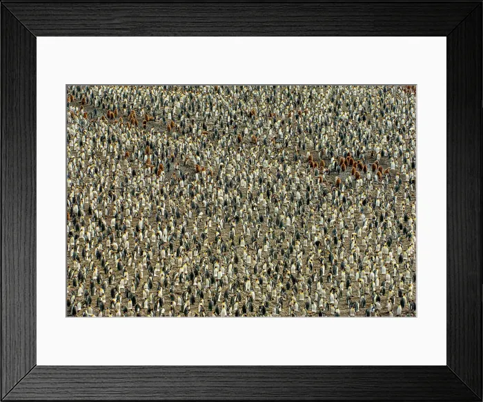 Framed Print : Thousands of King penguins (Aptenodytes patagonicus) incubating eggs at the King penguin colony at Salisbury Plain, South Georgia Island, Sub-Antarctica Framed Print : Thousands of King penguins (Aptenodytes patagonicus) incubating eggs at the King penguin colony at Salisbury Plain, South Georgia Island, Sub-Antarctica