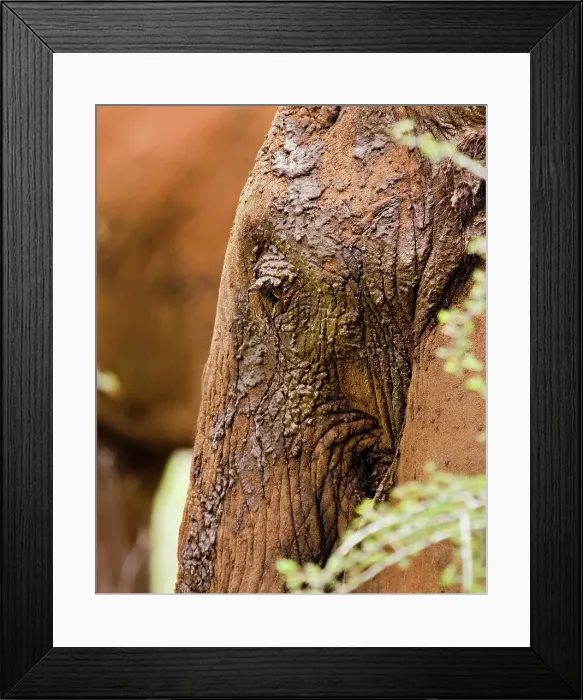 Framed Print : 4311, 4311-272