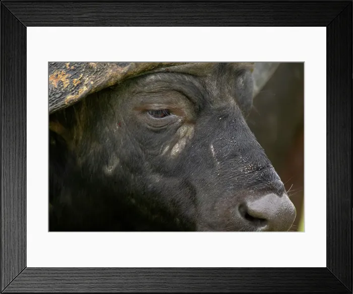 Framed Print : Buffalo (Synceros caffer). MalaMala Game Reserve
