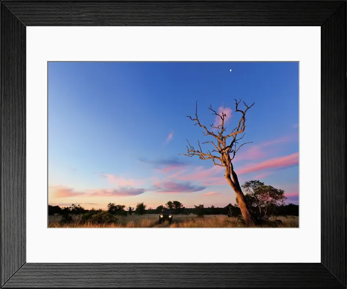Framed Print : Sunset scene close to where the first white lions we seen by Chris McBride in 1975 Framed Print : Sunset scene close to where the first white lions we seen by Chris McBride in 1975