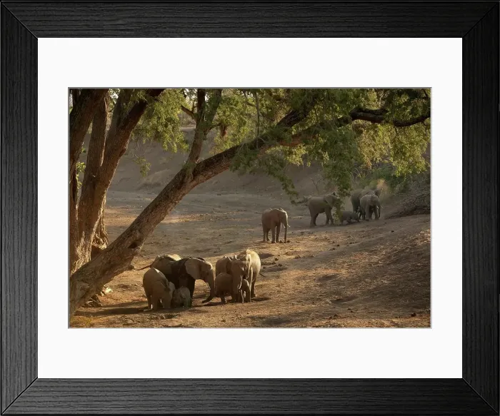 Framed Print : Elephants (Loxodonta africana) herd drinking from holes that have dug in a dry river bed Framed Print : Elephants (Loxodonta africana) herd drinking from holes that have dug in a dry river bed