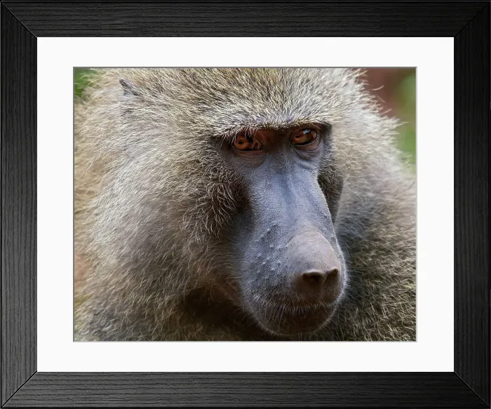 Framed Print : 4311, 4311-293