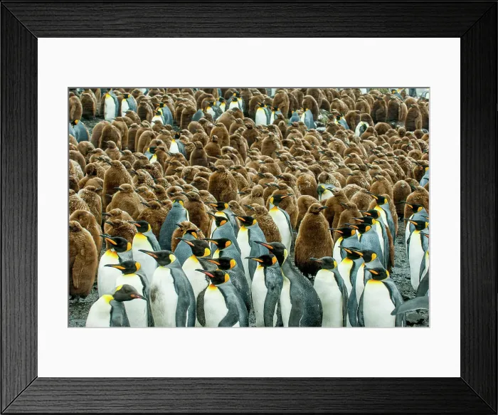 Framed Print : King penguins (Aptenodytes patagonicus) with about 10 months old chicks at the Right Whale Bay colony on South Georgia Island, Sub-Antarctica Framed Print : King penguins (Aptenodytes patagonicus) with about 10 months old chicks at the Right Whale Bay colony on South Georgia Island, Sub-Antarctica