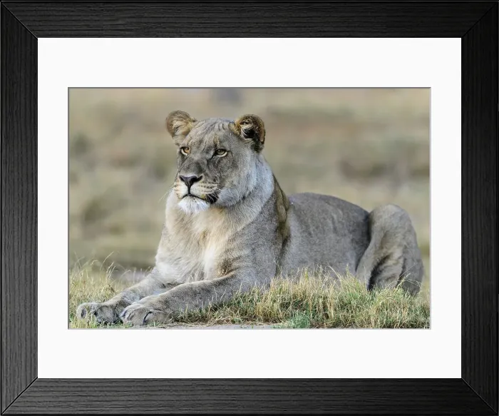 Framed Print : Lion (Panthera leo). Madikwe Game Reserve Framed Print : Lion (Panthera leo). Madikwe Game Reserve