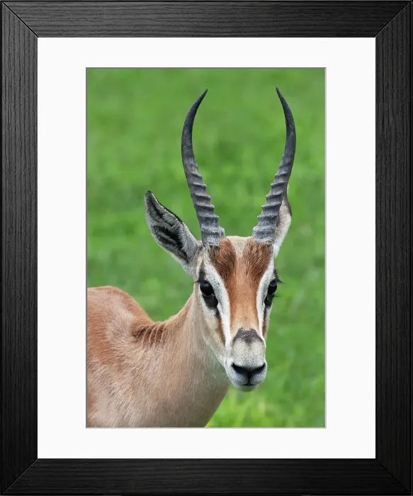 Framed Print : Grant's Gazelle Framed Print : Grant's Gazelle