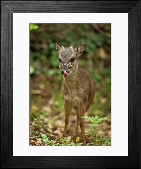 Framed Print : Blue Duiker (Philantomba monticola). Mlilwane Wildlife Sanctuary. Malkerns. Swaziland Framed Print : Blue Duiker (Philantomba monticola). Mlilwane Wildlife Sanctuary. Malkerns. Swaziland