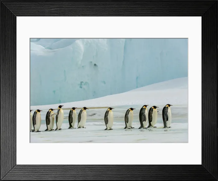 Framed Print : A group of Emperor penguins (Aptenodytes forsteri) walking over the fast ice at the Emperor penguin colony at Snow Hill Island in the Weddell Sea in Antarctica Framed Print : A group of Emperor penguins (Aptenodytes forsteri) walking over the fast ice at the Emperor penguin colony at Snow Hill Island in the Weddell Sea in Antarctica